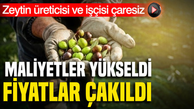 Zeytin üreticisi ve işçisi çaresiz: Maliyetler yükseldi, fiyatlar çakıldı