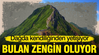 Dağda kendiliğinden yetişiyor: Kilosu 1.400 TL'den satılıyor