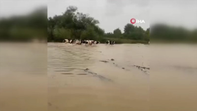 Kandıra’da sağanak sonrası inekler sular arasında kaldı