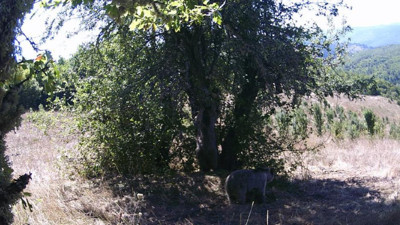 Kastamonu Azdavay’da iki ayı armut toplarken fotokapana yakalandı