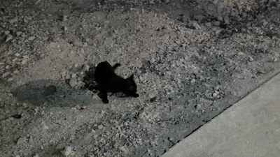 Van Gölü sahilinde kedi ile farenin iki saatlik kovalamacası