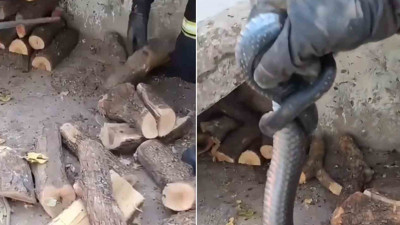 Diyarbakır’da odunluğa giren yılan paniğe neden oldu