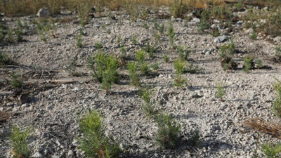 Manisa’da yangın sonrası 30 hektarlık alan fidan dikimine hazırlandı
