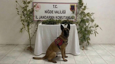 Niğde’de jandarmadan uyuşturucu operasyonu: 350 gram ele geçirildi