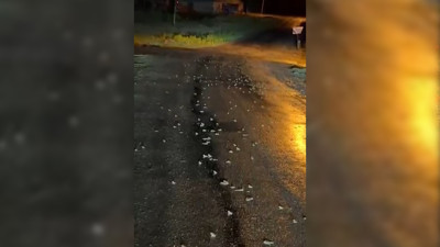 Bingöl’de yoğun yağışın ardından yüzlerce kurbağa kara yoluna çıktı