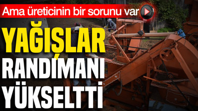 Yağışlar randımanı yükseltti ama üreticinin bir sorunu var