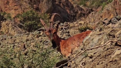 Tortum’da dağ keçileri Erzurum-Artvin karayolu yakınında görüntülendi