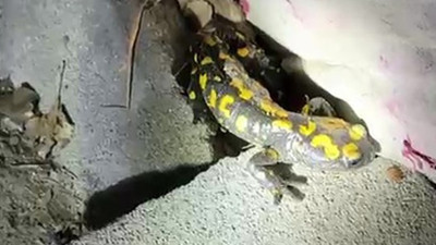 Yağış sonrası nesli tehlike altındaki sarı benekli semender görüntülendi
