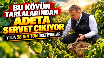 Bu köyün tarlalarından adeta servet çıkıyor: Yılda 58 bin ton üretiyorlar