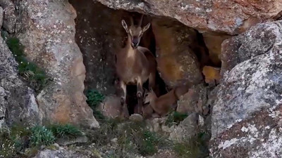 Yaban keçileri 3 bin 549 metrede tek tek kameralara yakalandı