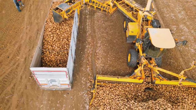 Bereketli hasat başladı: Dekar başına 10 ton alındı