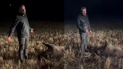 Sivas’ta domuz sürüsü mısır tarlasına zarar verdi