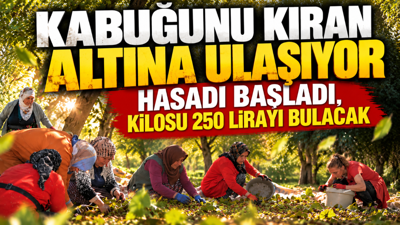 Kabuğunu kıran altına ulaşıyor: Hasadı başladı, kilosu 250 lirayı bulacak