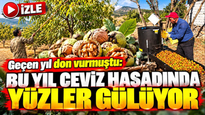 Geçen yıl don vurmuştu: Bu yıl ceviz hasadında yüzler gülüyor