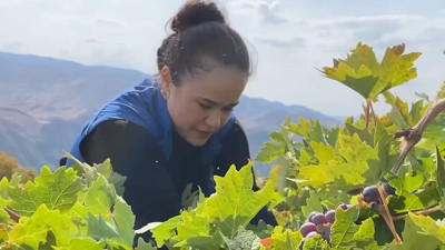 Sağlık sorunları yaşayan yaşlı çiftin hasadına gençler destek oldu