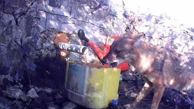 Tekirdağ’da çakal, gelincik ve yaban domuzları fotokapana yakalandı