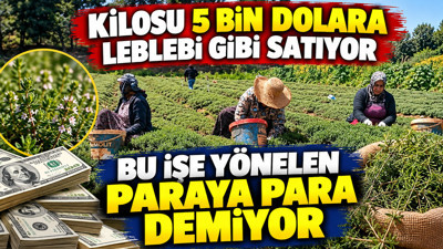 Kilosu 5 bin dolara leblebi gibi satıyor: Bu hasadı yapan paraya para demiyor