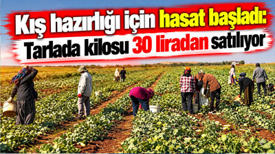 Tarlada kilosu 30 liradan satılıyor: Kış hazırlığı için hasat başladı