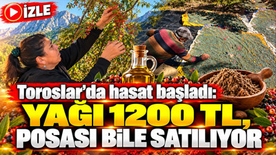 Toroslarda hasat başladı: Kilosu 300 TL, posası bile satılıyor