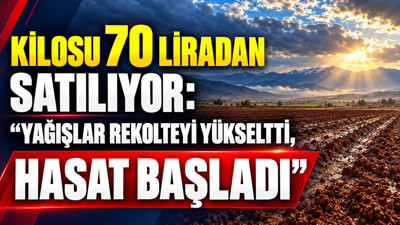 Bağlarda hasat başladı: Kilosu 70 liradan satılıyor