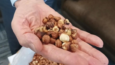 Giresun fındığına kokarca darbesi: 9 bin tonluk iç fındık kaybı kapıda