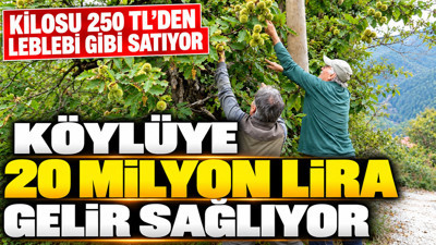 Kilosu 250 TL'den leblebi gibi satıyor: Köylüye 20 milyon lira gelir sağlıyor