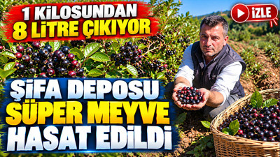 Şifa deposu süper meyve hasat edildi: 1 kilosundan 8 litre çıkıyor