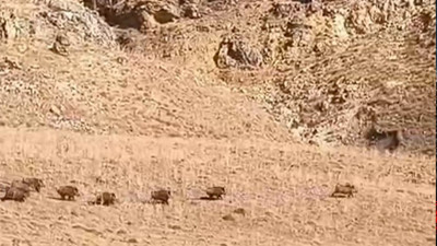 Van Özalp’te yaban domuzları mahalle yakınlarında görüntülendi