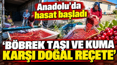 Anadolu'da şifa deposu hasadı başladı: Böbrek taşı ve kuma karşı doğal reçete