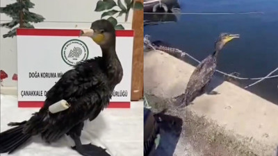 Çanakkale’de yaralanan karabatak tedavisinin ardından özgürlüğüne kavuştu