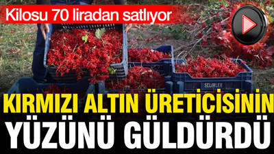 Kırmızı altın hasadı başladı: Kilosu 70 liradan satılıyor