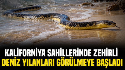Kaliforniya sahillerinde zehirli deniz yılanları görülmeye başladı