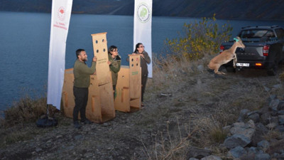 Bitlis’te denetimlerde kurtarılan yaban hayvanları doğal ortamına salındı