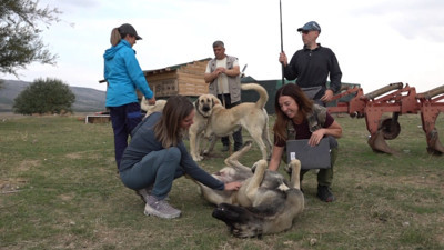 İtalyan uzmanlar Türk çoban köpeklerine hayran kaldı: Kurdun üzerine yürüyor