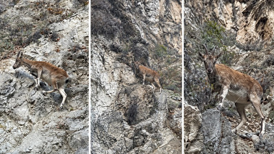 Tunceli’de koruma altındaki dağ keçisi kara yolunda görüldü