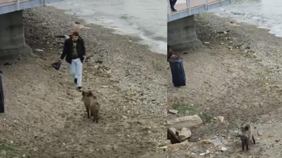 Bursa’da aç kalan domuz Mudanya sahiline indi