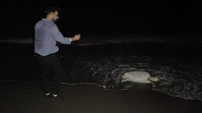 Arsuz’da Ölü Caretta Caretta Sahile Vurdu