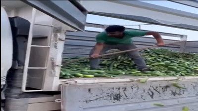 Vatandaş tane ile satın alırken kamyonet dolusu salatalığı çöpe attılar