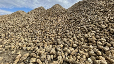 Pancar üreticisine avans ödemeleri bugün yapılıyor