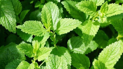 Düğmelice süpürge bitkisi nelere iyi gelir?