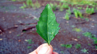 Kazayağı otu nelere iyi gelir (03 Ekim 2023)