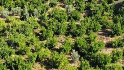 Kan damarlarına zırh oluyor kanserin 5 çeşidine 'dur' diyor. Tarlada 10 markette 30 TL
