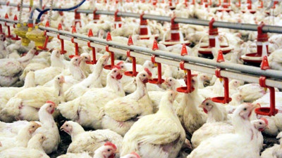 Tavuk eti üretimi büyük düşüş. Yüzde 5,9 geriledi