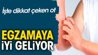 Egzamaya iyi geliyor. İşte dikkat çeken ot