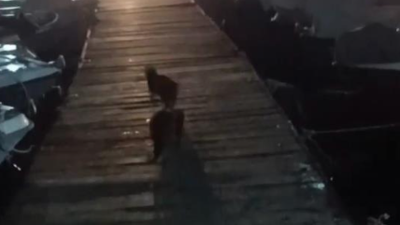 Su samuru kediyi böyle kovaladı
