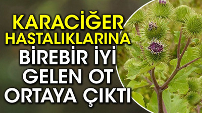 Karaciğer hastalıklarına birebir iyi gelen ot ortaya çıktı (28 Kasım 2023)