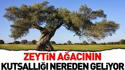 Zeytin ağacı tüm dinlerde neden kutsal kabul ediliyor?