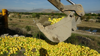 Dere yatağına dökülen tonlarca limon imha edildi