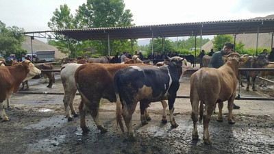 Şap hastalığı hayvan pazarını kapattırdı