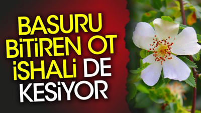 Basuru bitiren ot ishali de kesiyor
